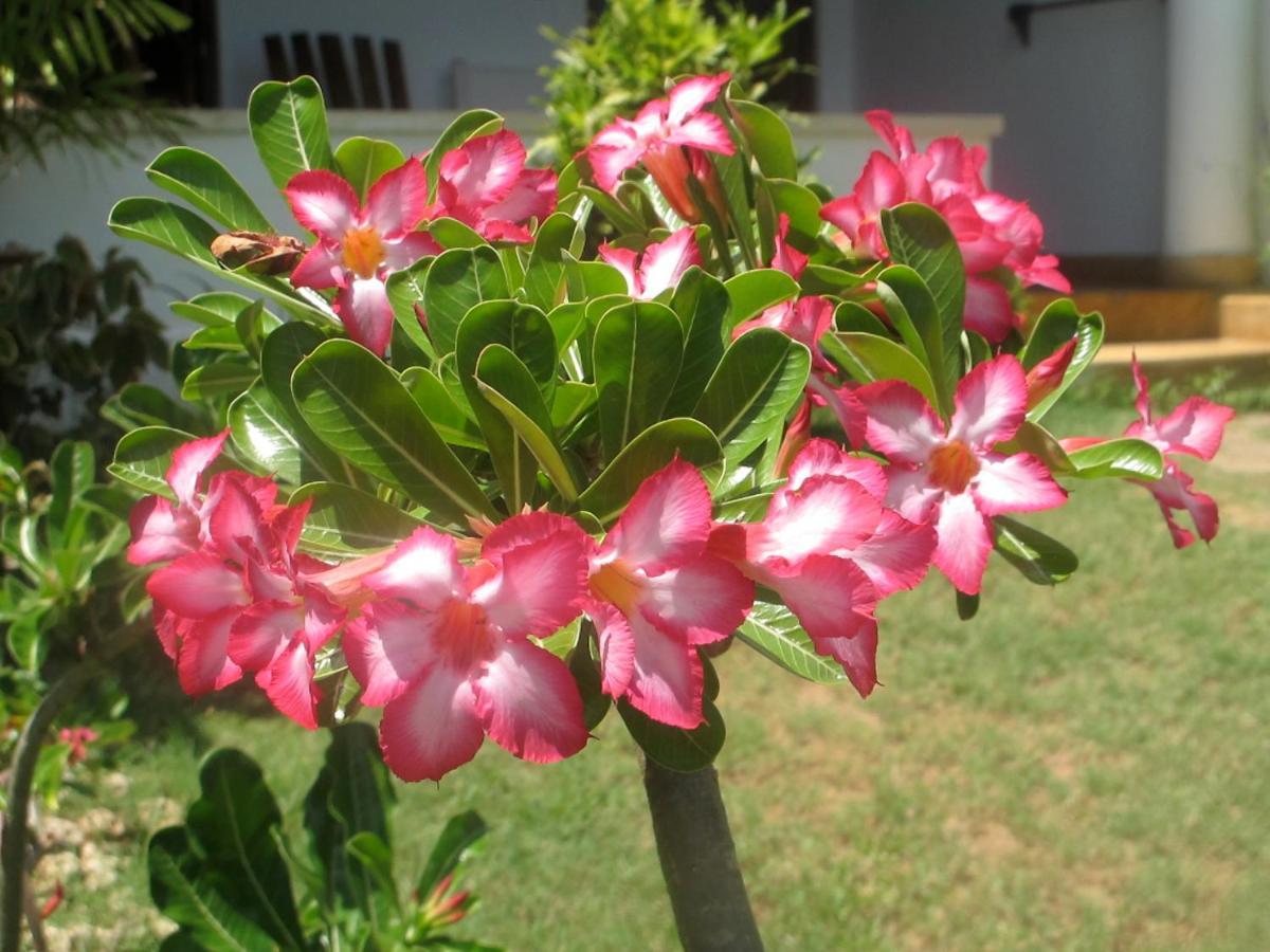 Peponi Hotel Lamu - Kenya Shela エクステリア 写真